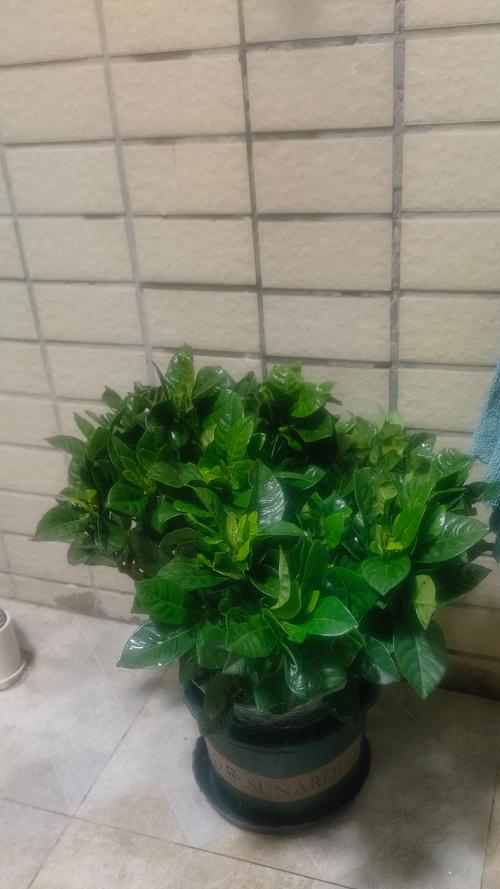 栀枝花语是什么？栀枝的花语有哪些含义？