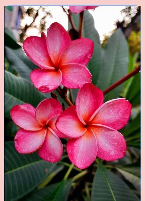 栀枝花语是什么？栀枝的花语有哪些含义？