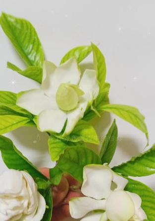 栀枝花语是什么？栀枝的花语有哪些含义？