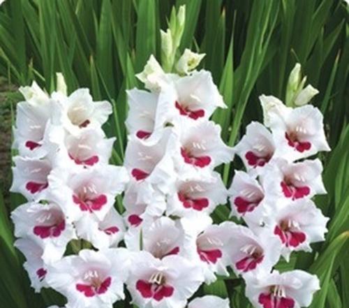 线蕨花语代表什么？线蕨的花语有何特别之处？