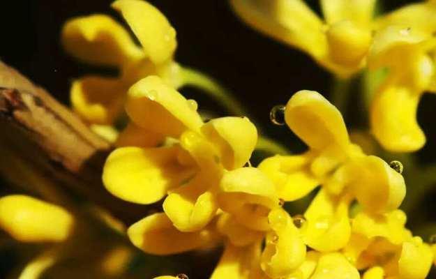 桂枝花语有何寓意？桂枝的花语背后的故事是什么？