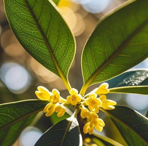 桂枝花语有何寓意？桂枝的花语背后的故事是什么？