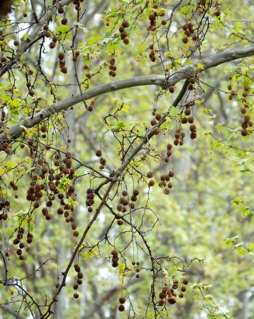 法桐花语的含义是什么？法桐的花语象征着什么？