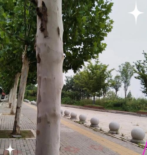 法桐花语的含义是什么？法桐的花语象征着什么？