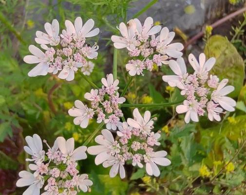 芫荽花语有哪些解释？芫荽的花语代表了什么？