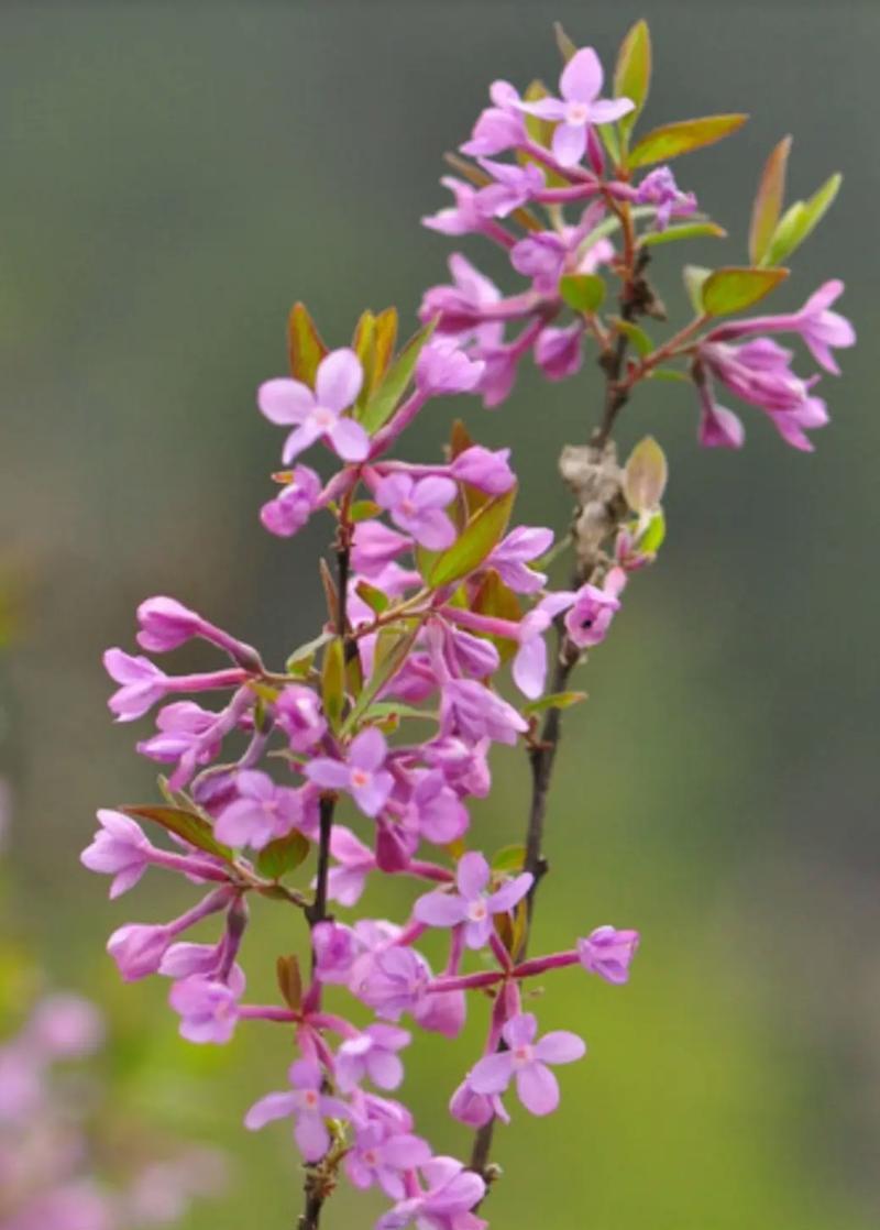 芫荽花语有哪些解释？芫荽的花语代表了什么？