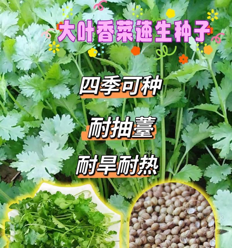 芫荽花语有哪些解释？芫荽的花语代表了什么？