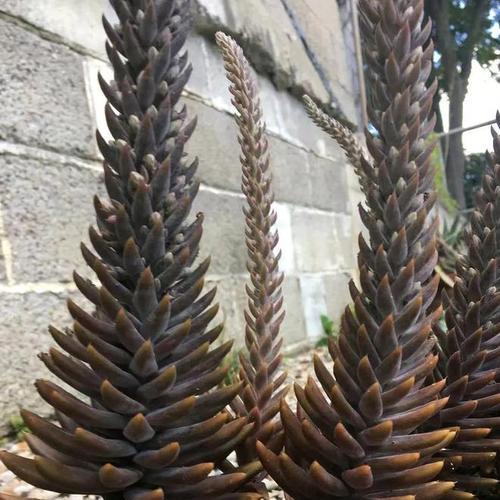 瓦松花语有何寓意？瓦松的花语象征着什么？