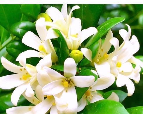 月橘花语代表什么？月橘的花语有何特别之处？