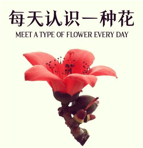 月橘花语代表什么？月橘的花语有何特别之处？