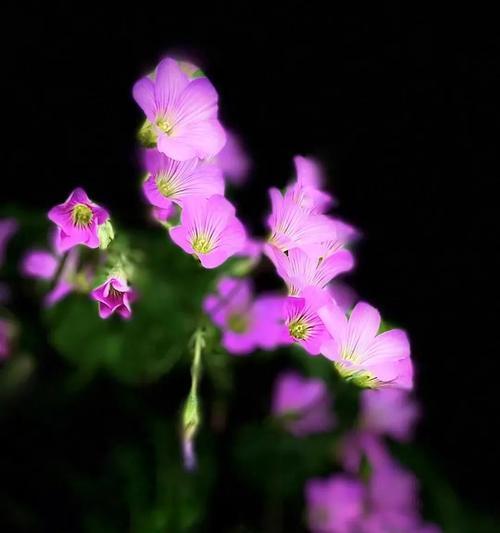 酢浆花语是什么意思？酢浆的花语有何含义？