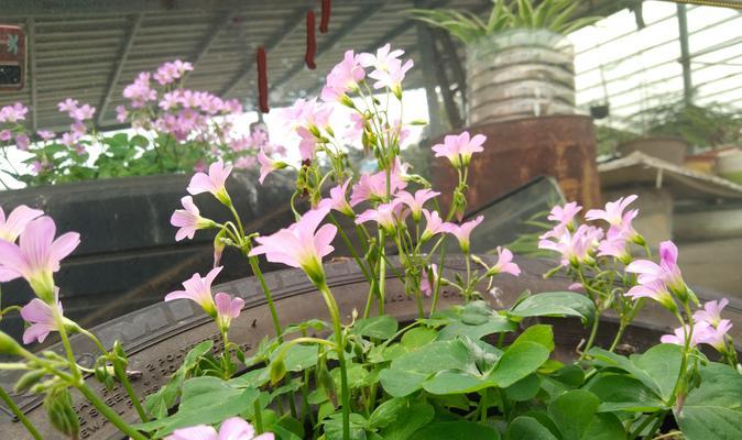 酢浆花语是什么意思？酢浆的花语有何含义？