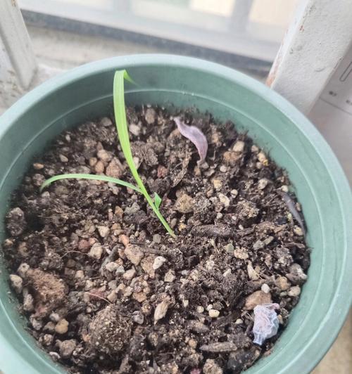 酢浆花语是什么意思？酢浆的花语有何含义？