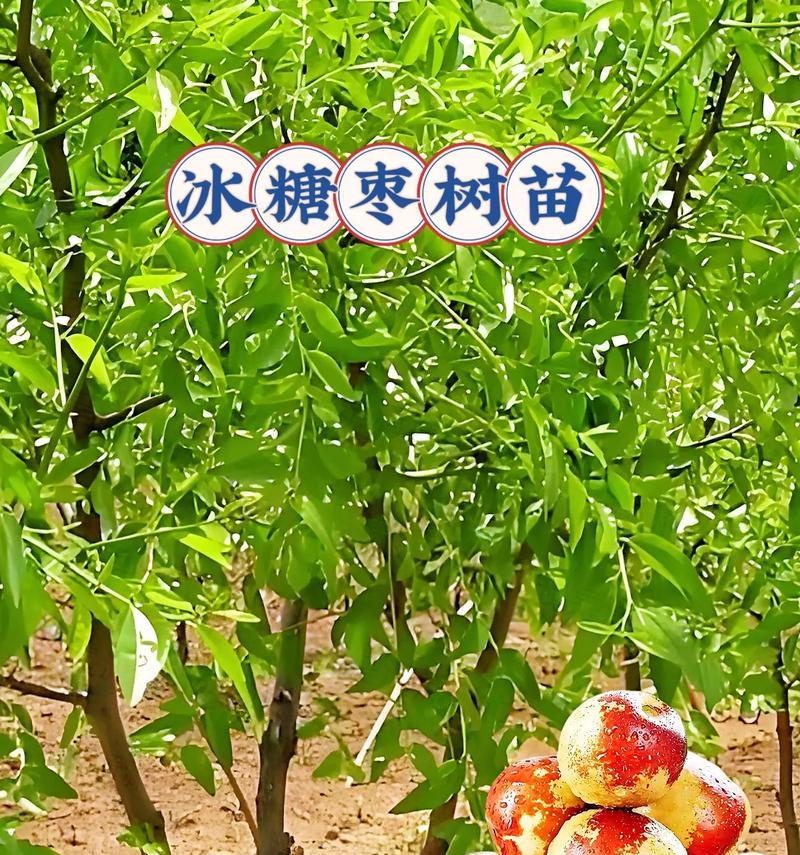 枣树花语有何寓意？枣树的花语象征着什么？