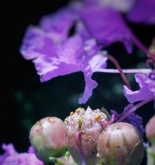雄辩花语是什么？雄辩的花语有何特别之处？