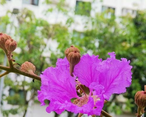 雄辩花语是什么？雄辩的花语有何特别之处？