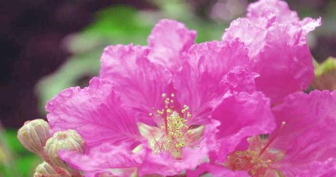 雄辩花语是什么？雄辩的花语有何特别之处？