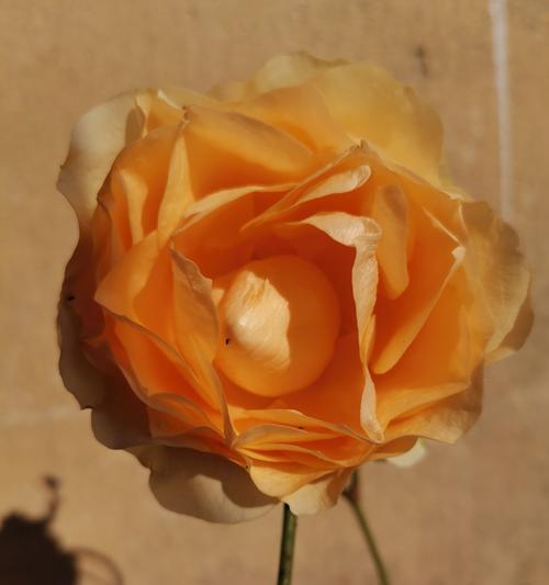 花语蜜桃是什么意思？花语蜜桃的寓意是什么？