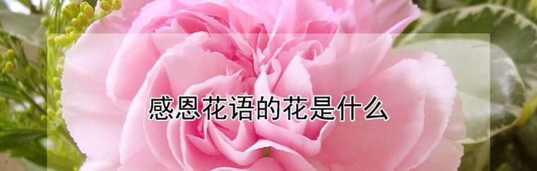 花语热心代表什么？花语热心的含义是什么？