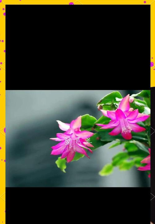 花语热心代表什么？花语热心的含义是什么？