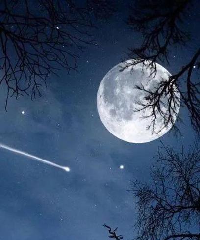 月夜花语有何寓意？月夜的花语象征着什么？