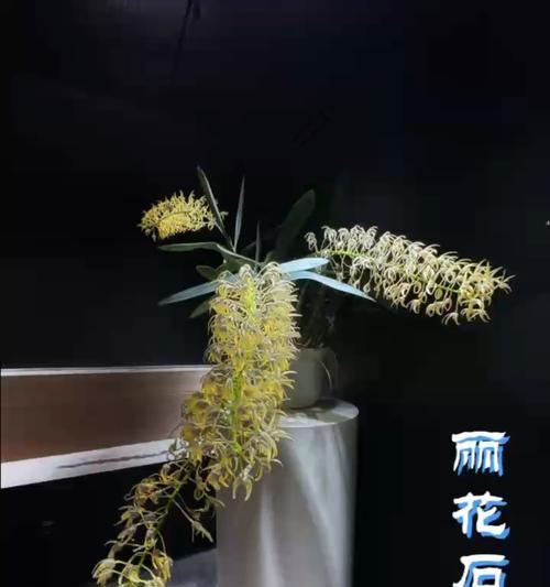花语坚固是什么意思？如何用花语表达坚固不变？