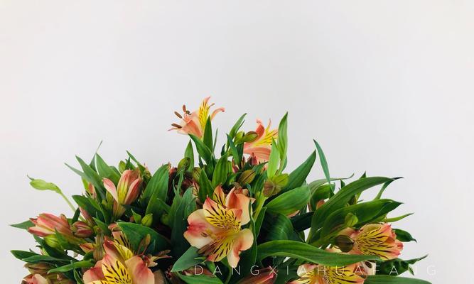 种植花语需要注意什么？如何用花语表达种植的喜悦？