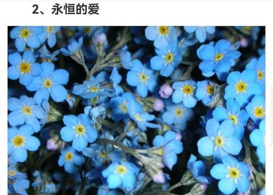 漂亮花语有哪些？如何用花语表达美丽的赞美？