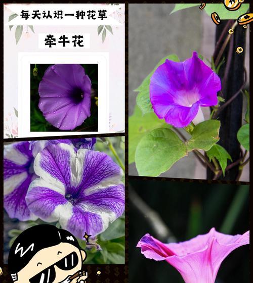 花语家族是什么？如何用花语表达家族的团结？
