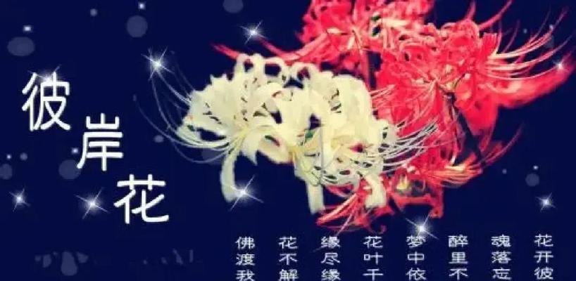 花语彼岸是什么意思？如何用花语表达彼岸的思念？