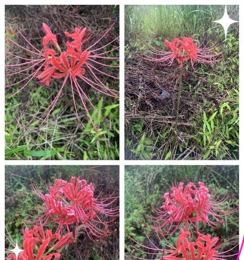 难过花语有哪些？如何用花语表达内心的悲伤？