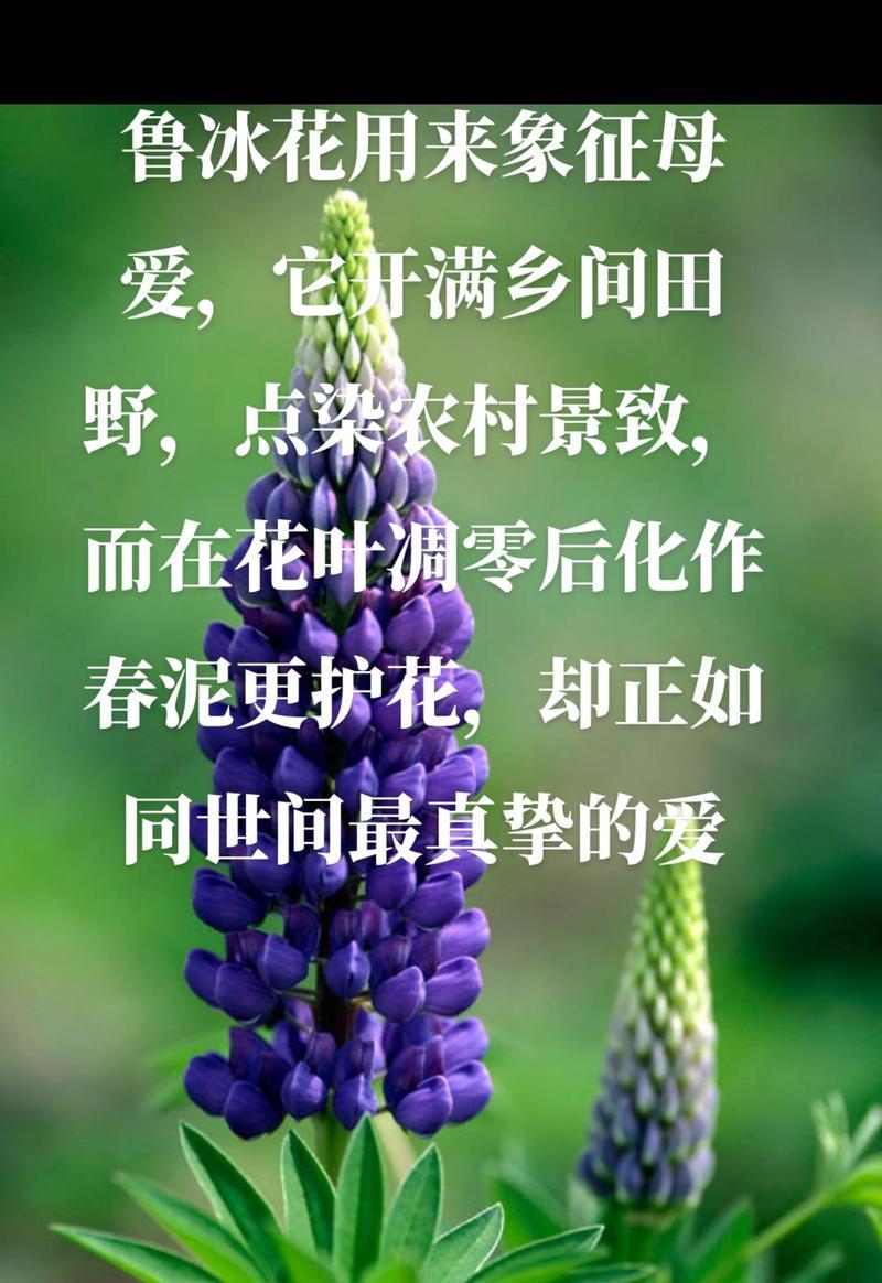 难过花语有哪些？如何用花语表达内心的悲伤？
