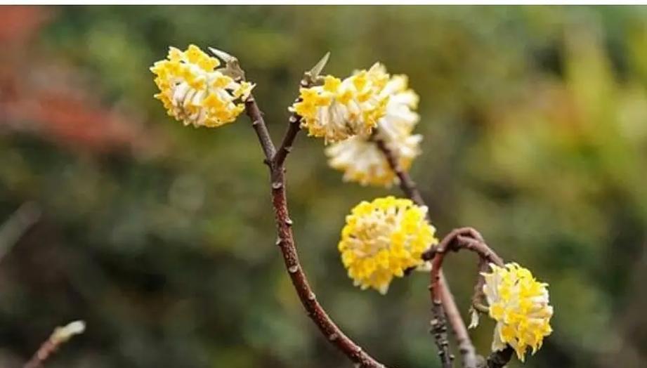 花语黄花代表什么？如何用花语表达黄色花朵的含义？