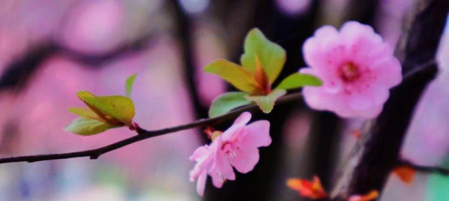 梅上花语是什么意思？如何用花语表达梅花的高洁？