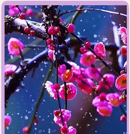 梅上花语是什么意思？如何用花语表达梅花的高洁？