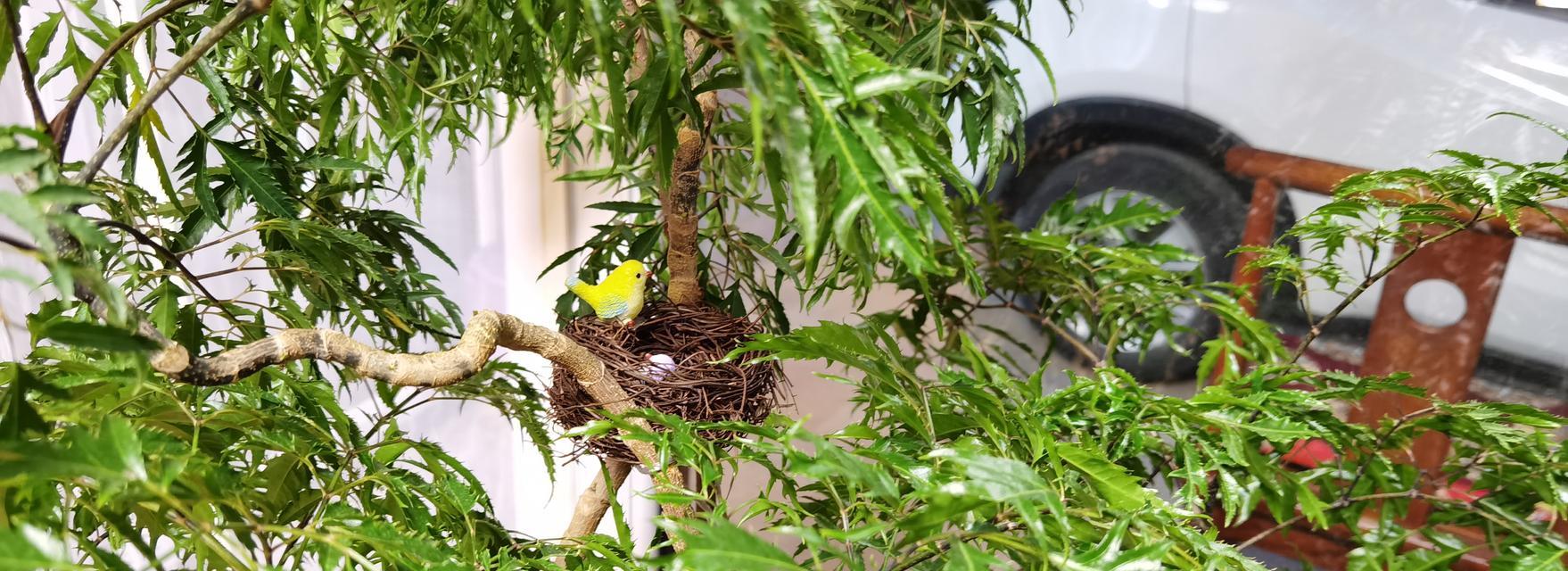 桐风花语是什么？如何用花语表达桐风的温柔？