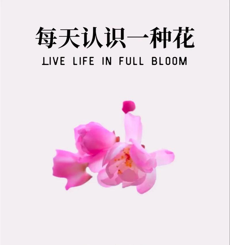 桐风花语是什么？如何用花语表达桐风的温柔？