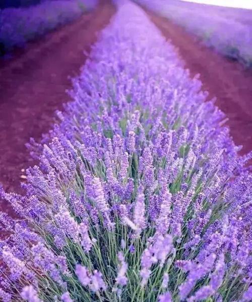 紫花语藤代表什么？如何用花语表达紫色藤蔓的浪漫？