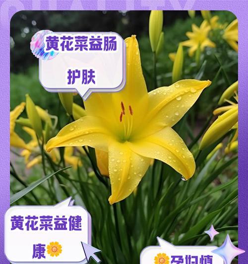 黄花花语有哪些含义？黄花在花语中代表什么？