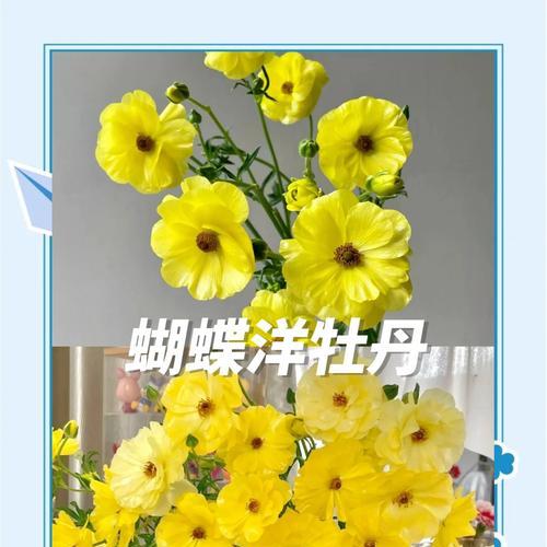 黄花花语有哪些含义？黄花在花语中代表什么？