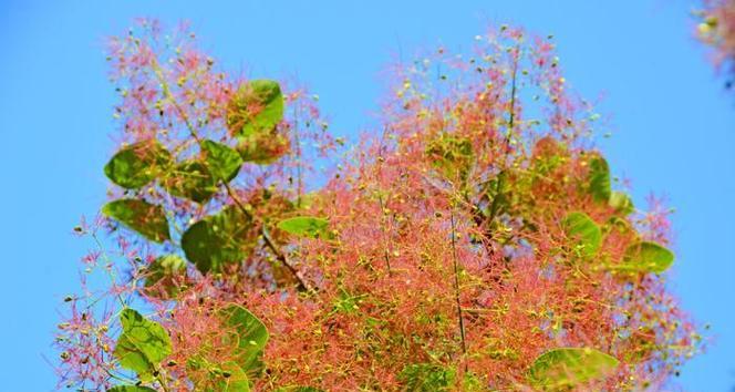 黄栌花语是什么？黄栌花的象征意义有哪些？