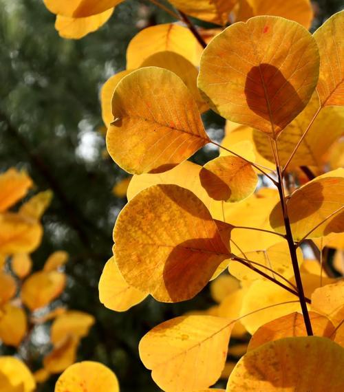 黄栌花语是什么？黄栌花的象征意义有哪些？