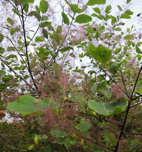 黄栌花语是什么？黄栌花的象征意义有哪些？