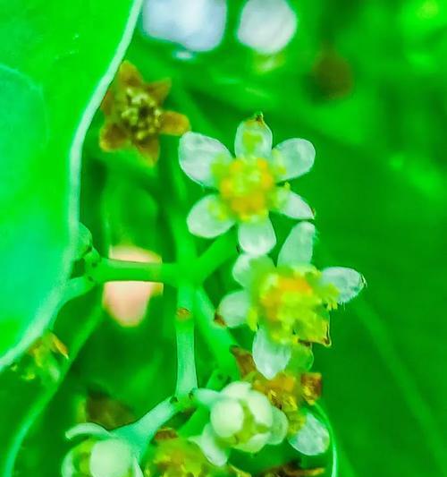 樟树花语有何特别之处？樟树的花语代表什么？