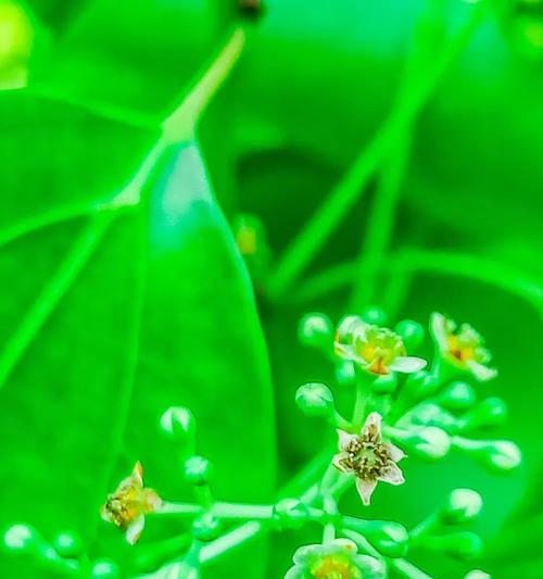 樟树花语有何特别之处？樟树的花语代表什么？