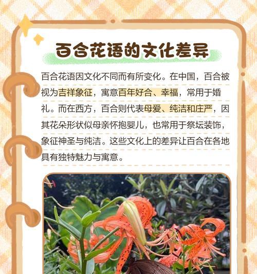 百荷花语的含义是什么？百荷花代表了哪些花语？