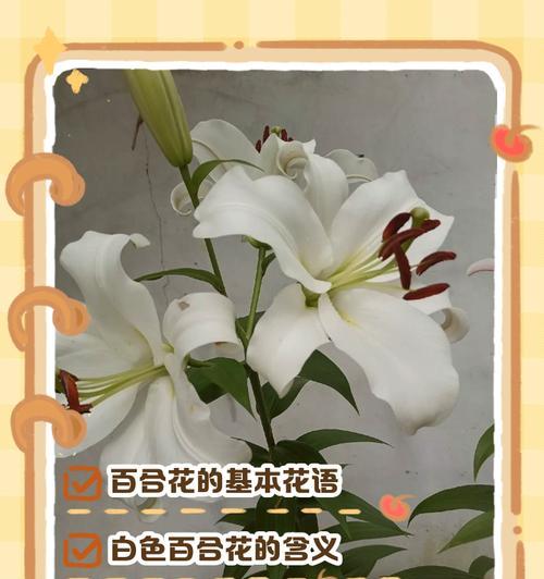 百荷花语的含义是什么？百荷花代表了哪些花语？