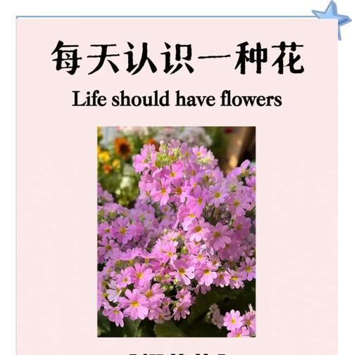 樱树花语有哪些？樱树的花语代表了什么？