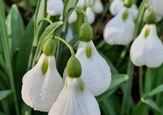 雪滴花语是什么意思？雪滴花的花语有哪些？