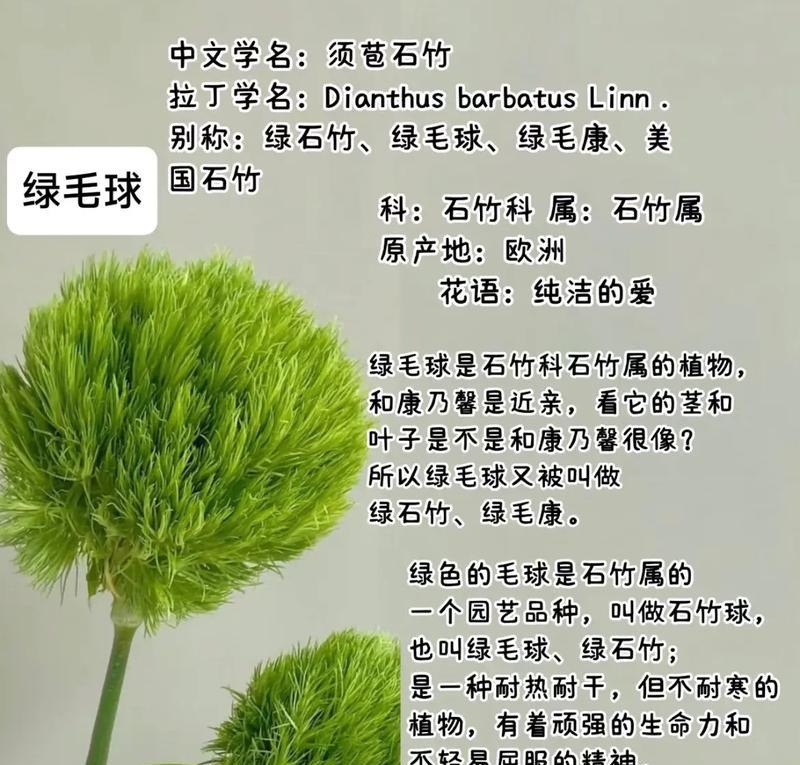 花语知识有哪些？如何理解花语的含义？